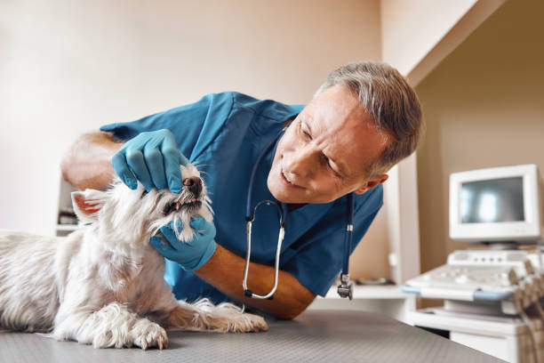 Best Emergency Broken Tooth Repair in Wayne, IL